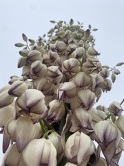 Hesperoyucca