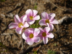 Oxalis tenuifolia