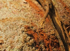 Eburodacrys coalescens