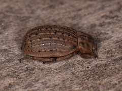 Omorgus suberosus