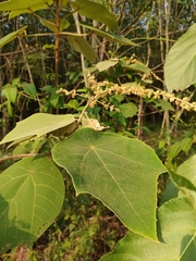 Mallotus paniculatus
