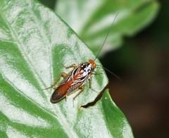 Euphyllodromia angustata
