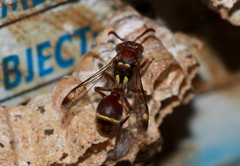 Ropalidia cyathiformis