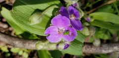 Tradescantia ozarkana