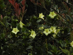 Symbolanthus pterocalyx