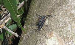 Callichroma holochlorum