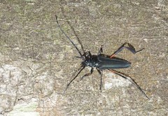 Callichroma holochlorum