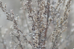 Artemisia vulgaris
