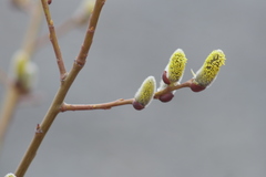 Salix
