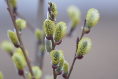 Salix