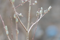 Salix