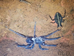 Ancylometes concolor