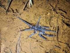 Ancylometes concolor