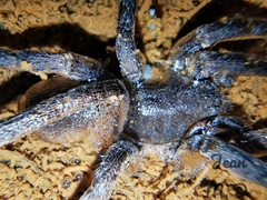 Ancylometes concolor