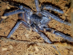 Ancylometes concolor