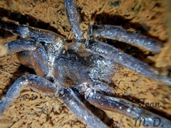 Ancylometes concolor