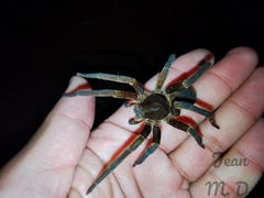 Ancylometes concolor