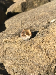 Bembicium auratum