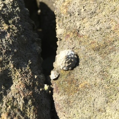 Bembicium auratum
