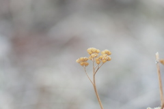Achillea millefolium