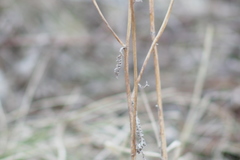 Achillea millefolium