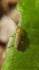 Rhagonycha nigrohumeralis