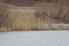 Phragmites australis