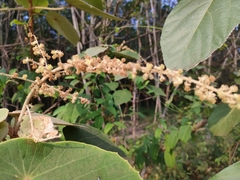 Mallotus paniculatus