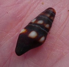 Pseudomelatoma torosa