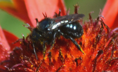 Cephalosmia