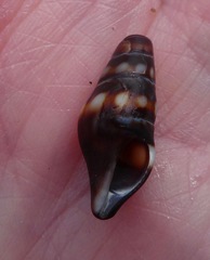 Pseudomelatoma torosa