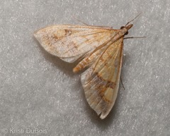 Choristostigma plumbosignalis