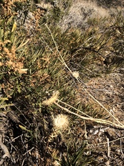 Cirsium mohavense