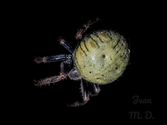 Parawixia bistriata