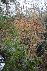 Montanoa bipinnatifida