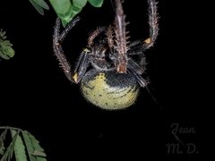 Parawixia bistriata