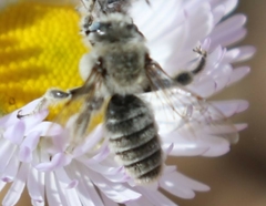 Megachile perihirta