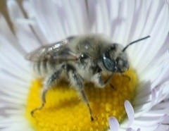 Megachile perihirta