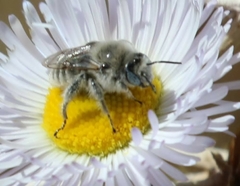 Megachile perihirta