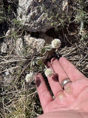 Gomphrena caespitosa