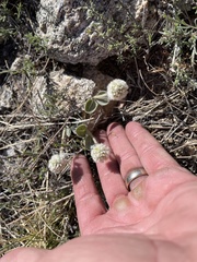 Gomphrena caespitosa