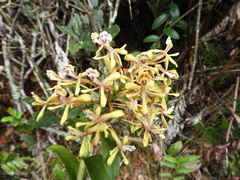 Epidendrum scytocladium