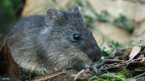 Waterhouse's Swamp Rat (Scapteromys tumidus) — Least Concern Mammalia