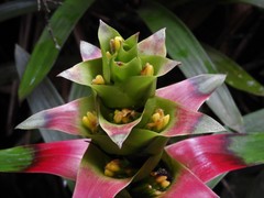 Guzmania squarrosa