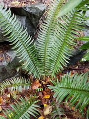 Polystichum munitum