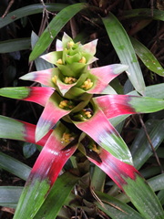 Guzmania squarrosa