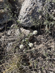 Gomphrena caespitosa