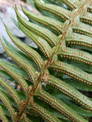 Polystichum munitum