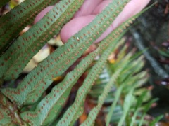 Polystichum munitum