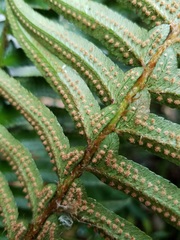 Polystichum munitum